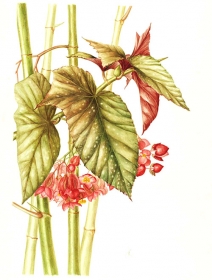 Begonia x argenteoguttata, Jackie Copeman, 2011